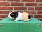 Mooi (fok) beertje, Cavia, Februari, Mannelijk, Tam