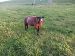 Blauwe texelaar, Dieren en Toebehoren, Mannelijk, Schaap