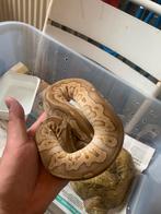 Mojave blade clown 0.1 Ballpython/koningspython, Dieren en Toebehoren, Slang
