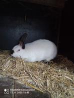 California ram, Dieren en Toebehoren, Mannelijk, Groot