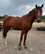 Unieke talentvolle 2,5 jarige ruin, Dieren en Toebehoren, Pony's, Ruin, Dressuurpony, 0 tot 2 jaar, C pony (1.27m tot 1.37m)