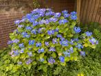 Plant Hortensia hydrangea Serrata bluebird variant gesnoeid, Ophalen, Zomer, Overige soorten, Halfschaduw