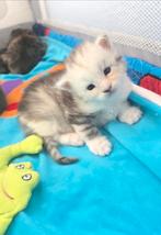 >^..^< raszuivere silver Maine Coon Kittens, Dieren en Toebehoren, Katten en Kittens | Raskatten | Langhaar, Poes, Gechipt, 0 tot 2 jaar