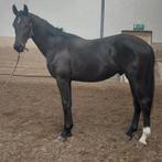 Te koop of te ruil 2 jarige Kjento ruin, Dieren en Toebehoren, Paarden, Hengst, B, 0 tot 2 jaar