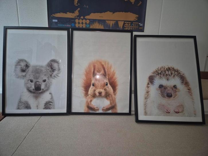 Ribba ikea 50x70 babykamer dieren koala egel eekhoorn baby, Huis en Inrichting, Woonaccessoires | Lijsten, Zo goed als nieuw, 50 tot 75 cm