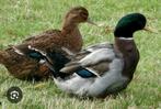 Rouen/Rouaan, Aylesbury eenden gezocht, Meerdere dieren, Eend