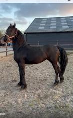 Te koop luxe Twenter, Dieren en Toebehoren, Paarden, Merrie, Minder dan 160 cm, Niet van toepassing, 0 tot 2 jaar