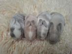 Prachtige hangoor konijntjes minilop/NHD, Dieren en Toebehoren, Konijnen, Meerdere dieren, Dwerg, Hangoor, 0 tot 2 jaar