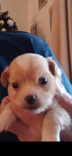 Puppys chihuahua's 3 stuks, Dieren en Toebehoren, Honden | Chihuahua's en Gezelschapshonden, 8 tot 15 weken, Meerdere, Meerdere dieren