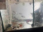 Zie beschrijving, Dieren en Toebehoren, Vissen | Aquariumvissen, Vis