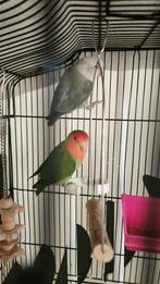 Agapornis dwergpapegaai (koppel), Meerdere dieren, Dwergpapegaai of Agapornis, Tam