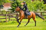 Talentvolle én brave 4 jarige merrie, Dieren en Toebehoren, Paarden, Merrie, B, Gechipt, 3 tot 6 jaar