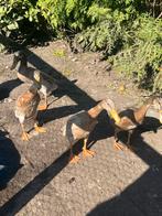Loopeend man, Dieren en Toebehoren, Pluimvee, Mannelijk, Eend