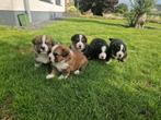 50% Berner Sennen 25% Duitse Herder 25% Sint Bernard, Dieren en Toebehoren, Honden | Herdershonden en Veedrijvers, Rabiës (hondsdolheid)