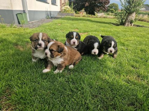 50% Berner Sennen 25% Duitse Herder 25% Sint Bernard, Dieren en Toebehoren, Honden | Herdershonden en Veedrijvers, Meerdere dieren