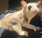 Sugar glider, Dieren en Toebehoren, December, Mannelijk