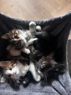Main Coon kittens, Dieren en Toebehoren, Meerdere dieren, Langharig, 0 tot 2 jaar