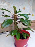 Euphorbia plantjes, Overige soorten, Minder dan 100 cm, Halfschaduw, In pot