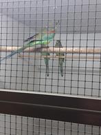 Veelkleurenparkiet, Vrouwelijk, Parkiet