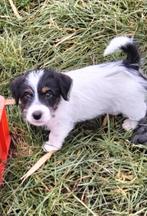Jack Russell pups met stamboom, Jack Russell Terriër, Reu, 8 tot 15 weken, Meerdere