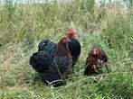 Cochin/Wyandotte krielkippen, tegen de leg!!, Dieren en Toebehoren, Pluimvee, Vrouwelijk, Kip