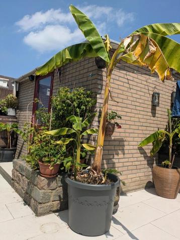 Bananen boom beschikbaar voor biedingen