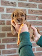 Australian labradoodle pups met stamboom, Dieren en Toebehoren, Meerdere, 8 tot 15 weken, Meerdere dieren, Nederland