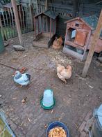 3 kippen. 2 jaar oud en leggen goed, Dieren en Toebehoren, Pluimvee, Vrouwelijk, Kip