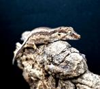 Gargoyle gecko, 0 tot 2 jaar, Tam, Hagedis