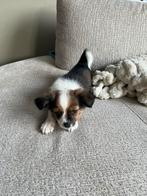 Chihuahua pup, Particulier, Rabiës (hondsdolheid), Meerdere, 8 tot 15 weken