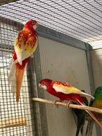 Gezocht diverse soorten vogels, Dieren en Toebehoren, Vogels | Parkieten en Papegaaien, Meerdere dieren, Parkiet