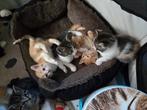 6 kittens beschikbaar 3 poesjes en 3 katertjes, Dieren en Toebehoren, Katten en Kittens | Overige Katten, Meerdere dieren