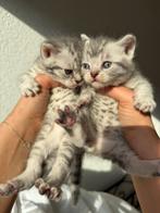 Britse korthaar Tabby kittens ️, Dieren en Toebehoren, Katten en Kittens | Raskatten | Langhaar, Meerdere dieren, Ontwormd