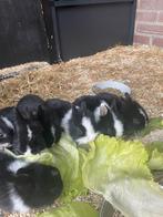 Lieve, schattige Baby konijntjes te koop, Dieren en Toebehoren, Meerdere dieren