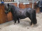 Mooie  nsps merrie, Dieren en Toebehoren, Pony's, Merrie, A pony (tot 1.17m), Gechipt, 7 tot 10 jaar