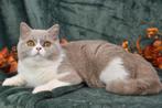 Ametrine – Lilac British Shorthair (c 03, Cinnamon Carrier), Kater, Gechipt, 0 tot 2 jaar