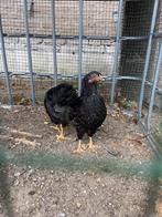 4 kuikens dubbelgezoomde barnevelder, Dieren en Toebehoren, Pluimvee, Meerdere dieren, Kip
