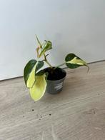 Philodendron cream splash, Huis en Inrichting, Kamerplanten, Ophalen of Verzenden, Overige soorten, Minder dan 100 cm