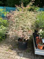 Japanse esdoorn ‘ukigumo’, Tuin en Terras, Planten | Tuinplanten, Ophalen, Bloeit niet, Overige soorten, Halfschaduw