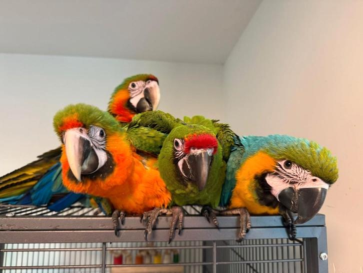 Ara | Div. soorten beschikbaar | Lief | Aanhankelijk, Dieren en Toebehoren, Vogels | Parkieten en Papegaaien, Papegaai, Meerdere dieren