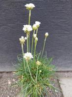 Armeria maritima ’Alba’ (Engels gras, strandkruid), Vaste plant, Lente, Overige soorten, Ophalen