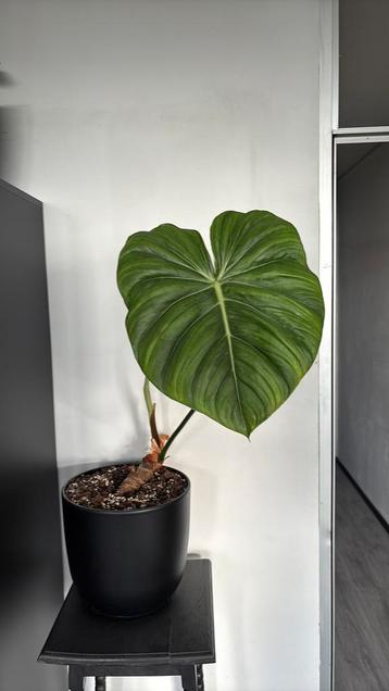 Philodendron dean mc dowell beschikbaar voor biedingen
