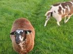 Bonte ooilammeren., Dieren en Toebehoren, Schapen, Geiten en Varkens, Meerdere dieren, Schaap