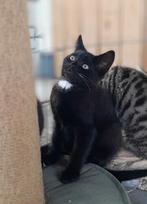 Lieve tijger en zwart-wit kittens zoeken een huisje, Dieren en Toebehoren, Katten en Kittens | Overige Katten, Meerdere dieren
