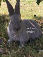 Duitse reus koppel, Meerdere dieren, Groot