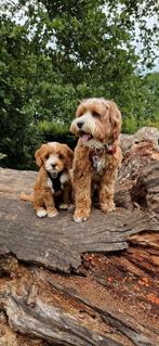 Australian labradoodle mini dekreuen alaeu, Dieren en Toebehoren, Nederland, Rabiës (hondsdolheid), 1 tot 2 jaar, Meerdere