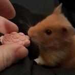 Goudhamster, Dieren en Toebehoren, Knaagdieren, Hamster, Vrouwelijk, Tam, September