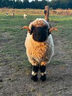 Walliser Swarznase dekram, Dieren en Toebehoren, Schapen, Geiten en Varkens, Mannelijk, Schaap