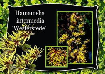 bloeiende heesters beschikbaar voor biedingen