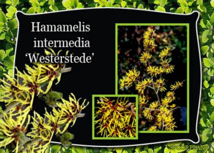 bloeiende heesters, Tuin en Terras, Planten | Bomen, Overige soorten, Minder dan 100 cm, Volle zon, Zomer, Ophalen